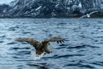 Seeadler vor Beutegriff auf den Lofoten