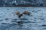 Seeadler Ablug mit Beute Lofoten