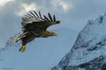 Seeadler mit Berg auf den Lofoten