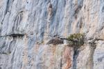 Steinadlernest im Entlebuch