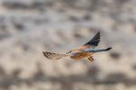 Turmfalke