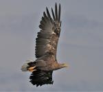 Seeadler beim Anflug