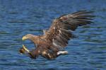 Seeadler