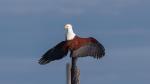 African Fish Eagle