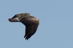 Bussard