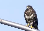 Bussard 1