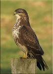 Der Bussard