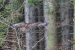 Bussard im Wald