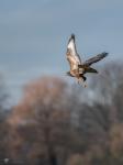 Bussard