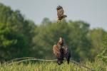 Seeadler mit Rohrweihe