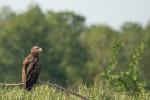 Junger Seeadler