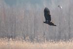 Seeadler