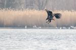 Seeadler 3