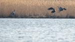 Seeadler u. Kranich