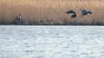 Seeadler u. Kranich