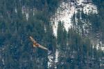 Steinadler am Krimmler Wasserfall