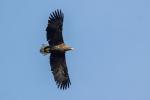 Seeadler