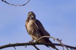 Bussard nebenan