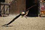 Seeadler bei Tiefflug