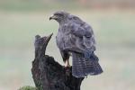 Bussard 27.11.16-4