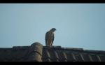 Greifvogel am Autobahnzubringer