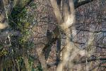 Bussard