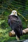 Adler im Zoo