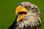 Junger Seeadler