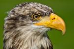 Junger Seeadler