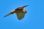 Falke 1