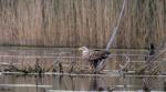 Seeadler 2