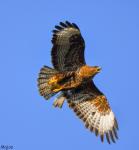 Bussard