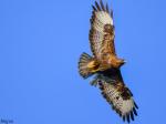 Bussard2