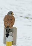 Falke auf Schild