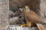Turmfalke2