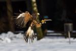 Harris Hawk