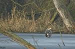 Seeadler 3