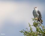 Black-Winged Kite