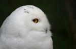 Spiegelbild von Stefans "Hedwig"...:D