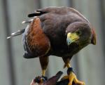 Harris Hawk IV