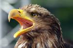 Schreiseeadler