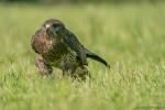 laufender Bussard