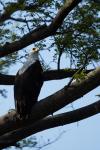 Schreiseeadler