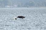 Seeadler im Pech