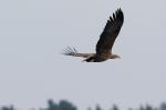 Seeadler 1