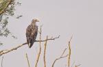 Seeadler