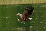 Seeadler 2