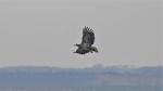 Seeadler 2