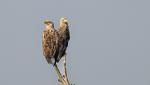 Seeadler