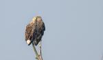 Seeadler